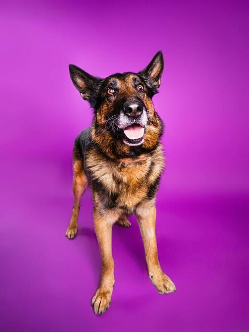 Borys - w typie Owczarek niemiecki; lubi spacery i aportowan