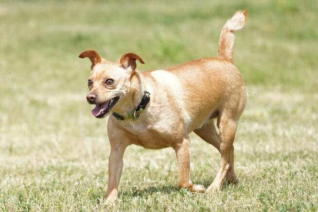 Akord - młody, nieduży i kochający ludzi