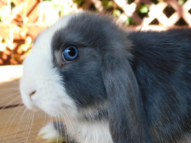 Samczyki mini lop niebiesko białe
