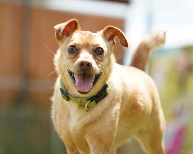 Akord - młody, nieduży i kochający ludzi