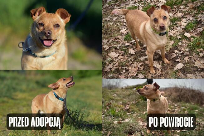 Akord - młody, nieduży i kochający ludzi