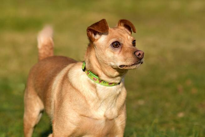 Akord - młody, nieduży i kochający ludzi
