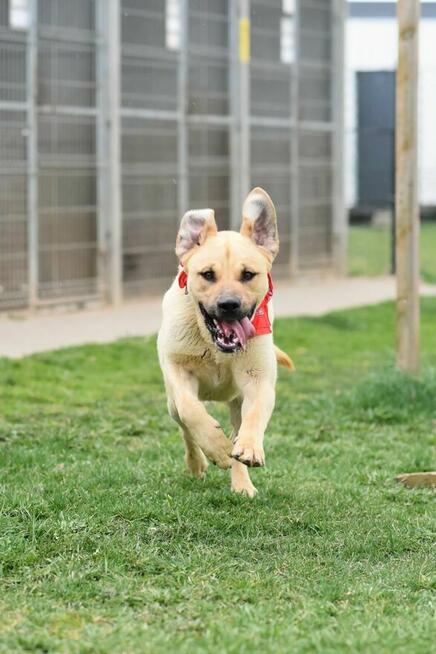 Bysiu - dorosły wielkopies o duszy szczeniaka