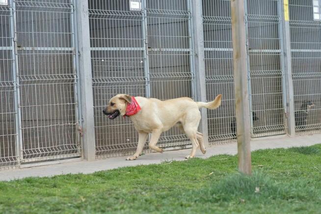 Bysiu - dorosły wielkopies o duszy szczeniaka