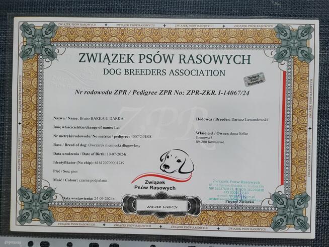 Owczarek Niemiecki Długowłosy - dopuszczanie