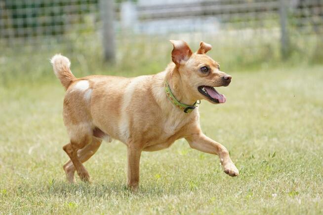 Akord - młody, nieduży i kochający ludzi