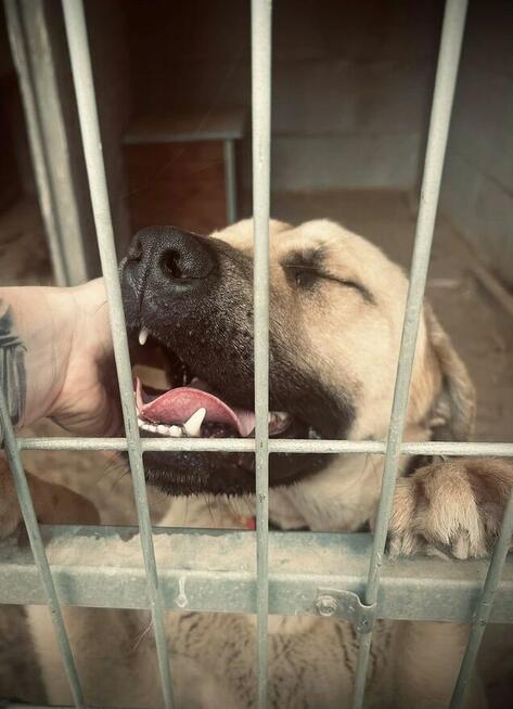 Bysiu - dorosły wielkopies o duszy szczeniaka