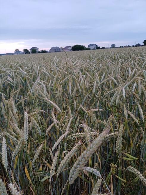 Witam. Sprzedam pszenżyto.