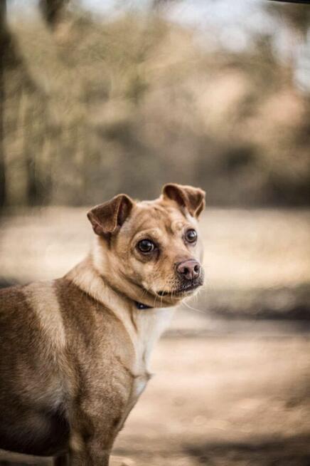 Akord - młody, nieduży i kochający ludzi