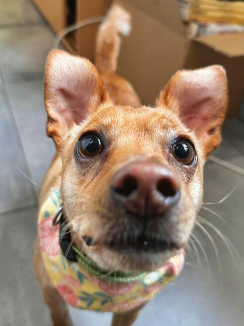 Akord - młody, nieduży i kochający ludzi