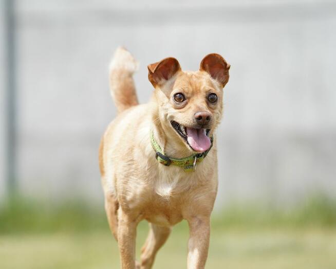Akord - młody, nieduży i kochający ludzi
