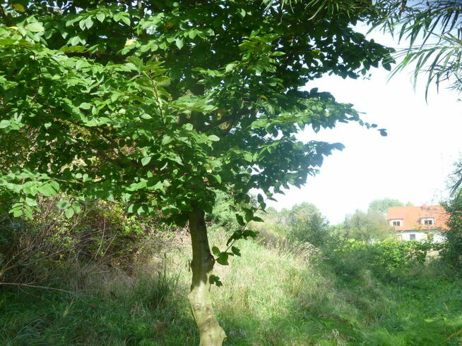 Działka 6700m2,gm.Dobra,dr.asf.las.