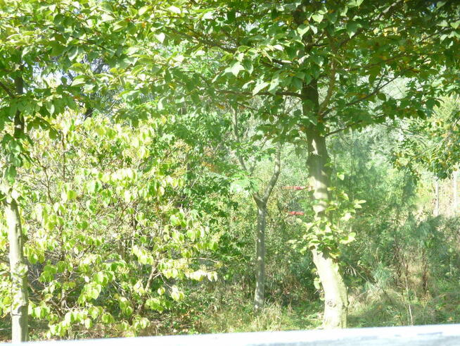 Działka 6700m2,gm.Dobra,dr.asf.las.