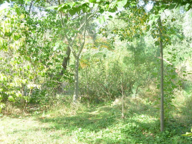 Działka 6700m2,gm.Dobra,dr.asf.las.