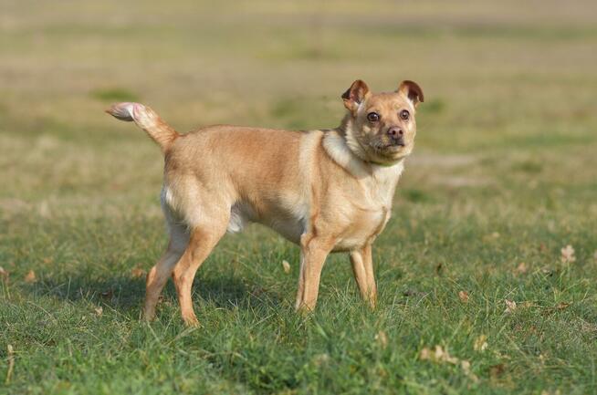 Akord - młody, nieduży i kochający ludzi