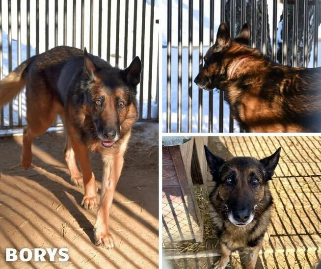 Borys - w typie Owczarek niemiecki; lubi spacery i aportowan