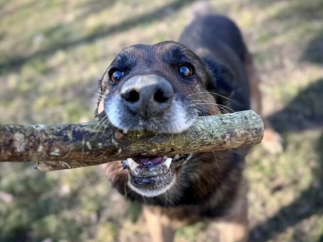 Borys - w typie Owczarek niemiecki; lubi spacery i aportowan