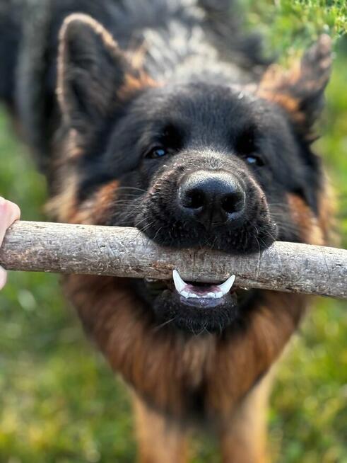 Owczarek Niemiecki Długowłosy - dopuszczanie