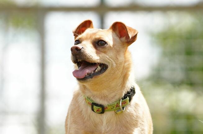 Akord - młody, nieduży i kochający ludzi