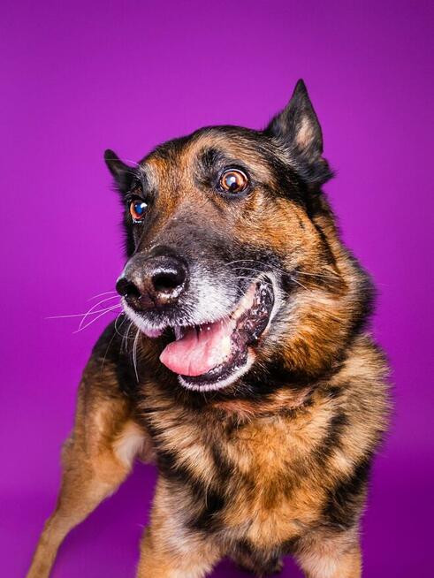 Borys - w typie Owczarek niemiecki; lubi spacery i aportowan