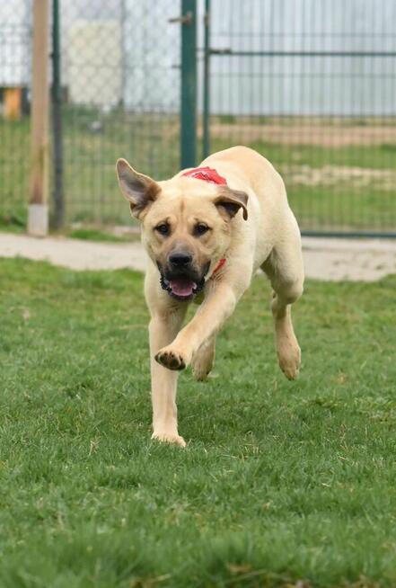 Bysiu - dorosły wielkopies o duszy szczeniaka