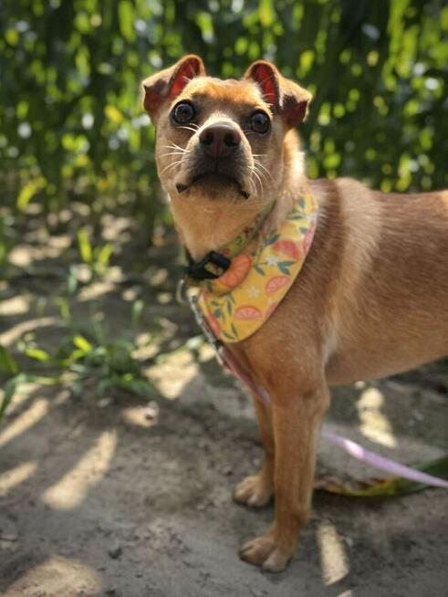 Akord - młody, nieduży i kochający ludzi