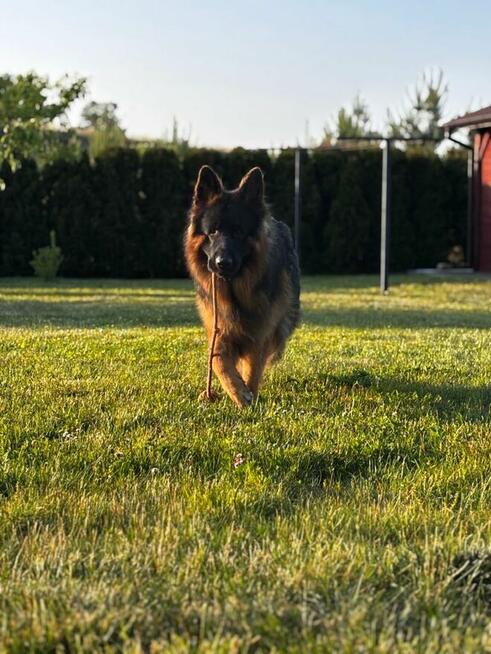 Owczarek Niemiecki Długowłosy - dopuszczanie