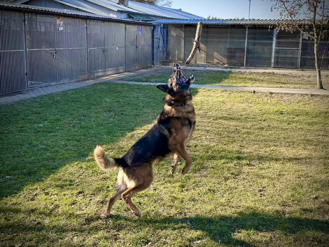 Borys - w typie Owczarek niemiecki; lubi spacery i aportowan