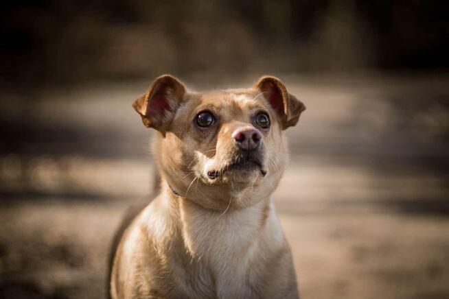 Akord - młody, nieduży i kochający ludzi