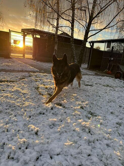 Borys - w typie Owczarek niemiecki; lubi spacery i aportowan