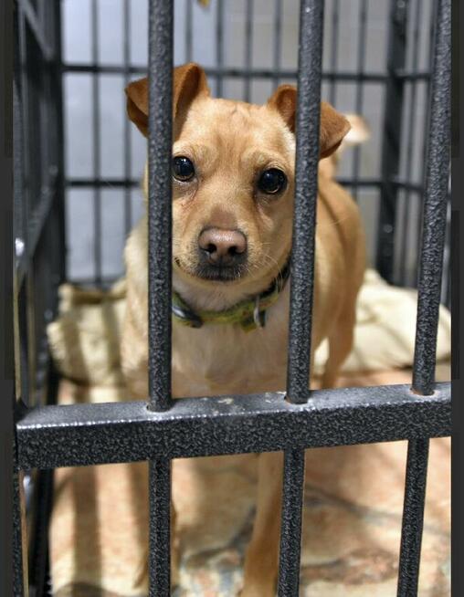 Akord - młody, nieduży i kochający ludzi