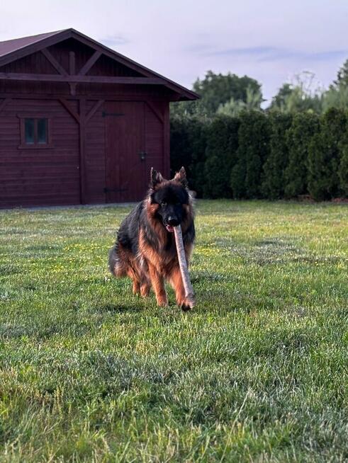 Owczarek Niemiecki Długowłosy - dopuszczanie