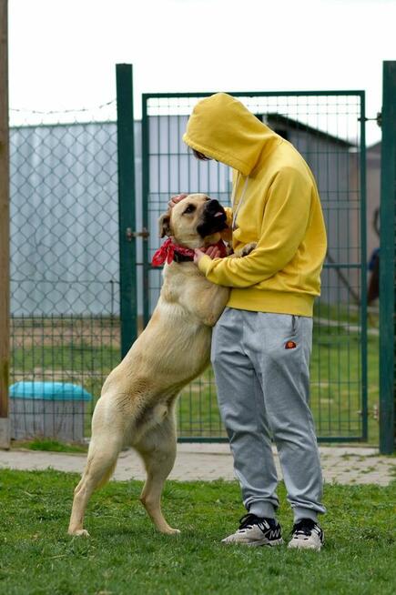 Bysiu - dorosły wielkopies o duszy szczeniaka