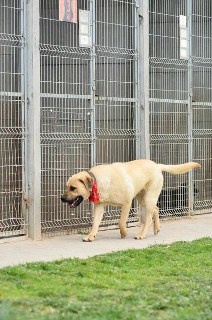 Bysiu - dorosły wielkopies o duszy szczeniaka