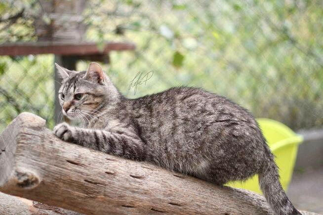 Roczna towarzyska kotka Naomi