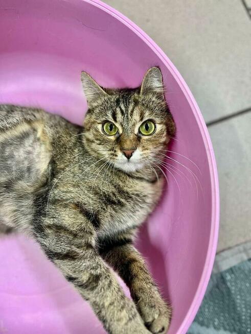 Fantazja - radosna i milusińska, lubi towarzystwo kotów