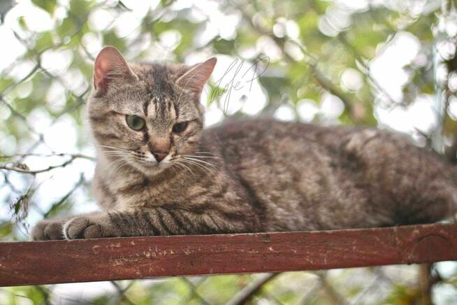 Roczna towarzyska kotka Naomi