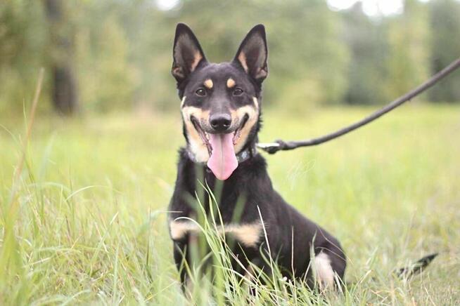 Zjawiskowy nieduży psiak Lisek