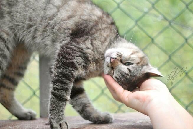 Roczna towarzyska kotka Naomi