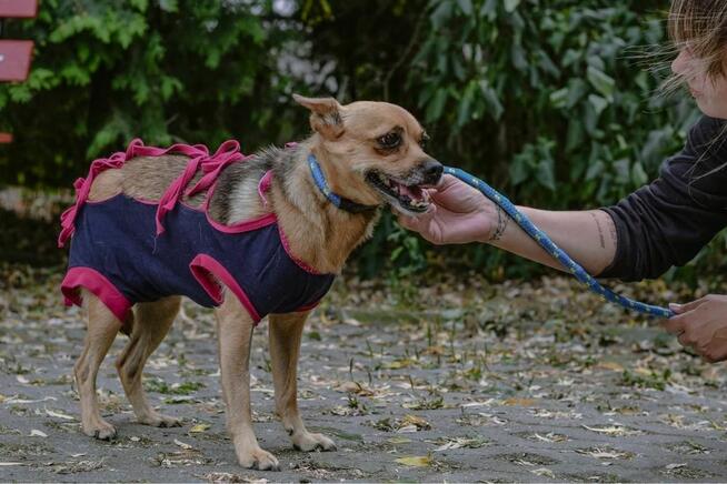 Ruda delikatna suczka czeka na wyrozumiały dom-adopcja