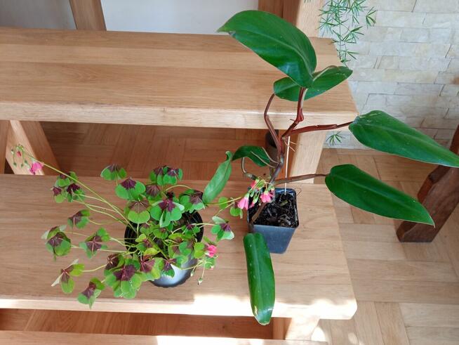 Filodendron, szczawik, fiołek odmianowy i inne