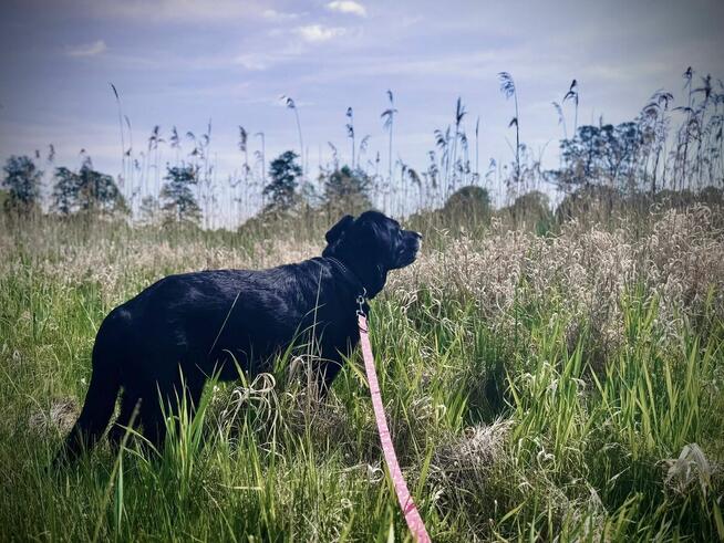 Dejzina - w typie Labrador; dla rodziny z dziećmi i psami