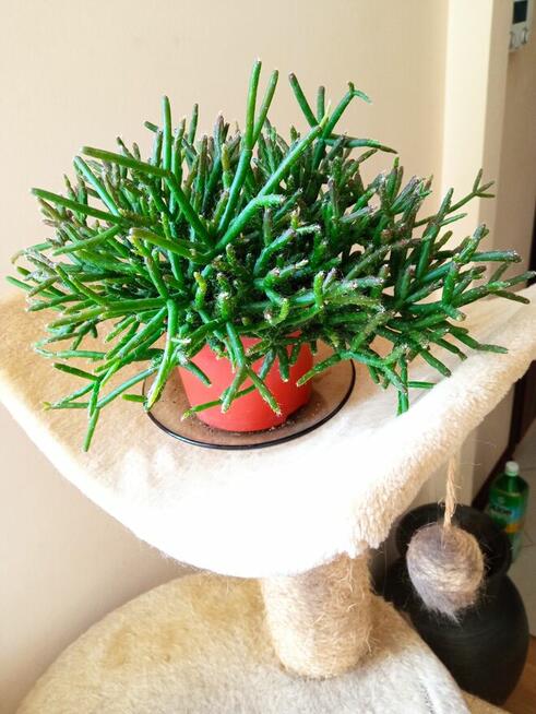 Filodendron, szczawik, fiołek odmianowy i inne