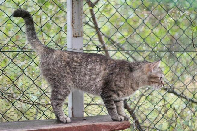 Roczna towarzyska kotka Naomi