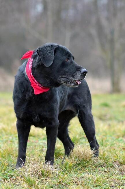 Dejzina - w typie Labrador; dla rodziny z dziećmi i psami
