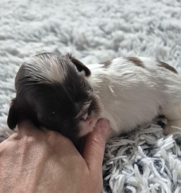 Shih-Tzu piękny maleńki piesek