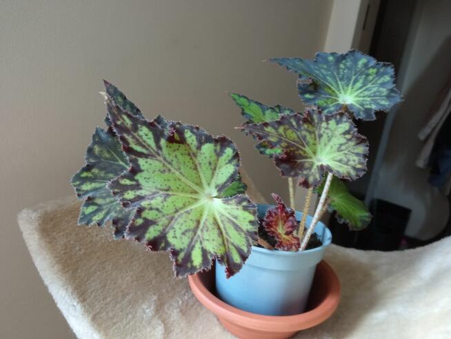 Filodendron, szczawik, fiołek odmianowy i inne