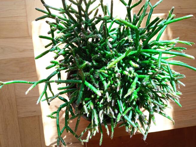 Filodendron, szczawik, fiołek odmianowy i inne