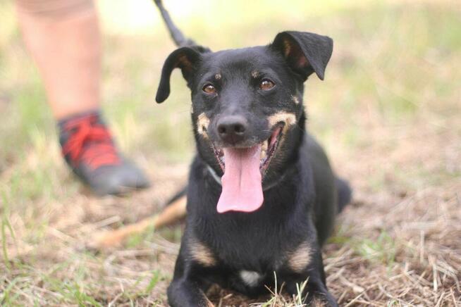 Nieduża urocza Sonia szuka domu!