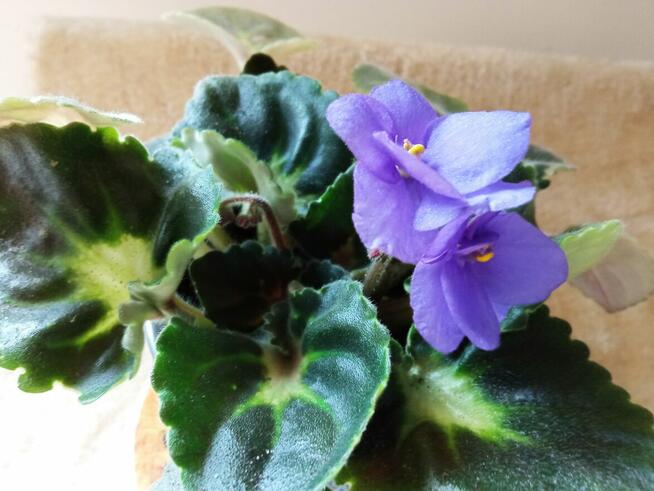 Filodendron, szczawik, fiołek odmianowy i inne